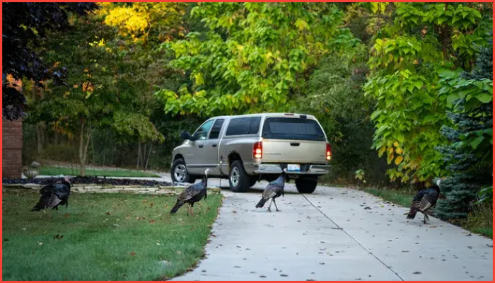 মিশিগানে শুরু হচ্ছে মানুষ-পাখির প্রযুক্তিযুদ্ধ