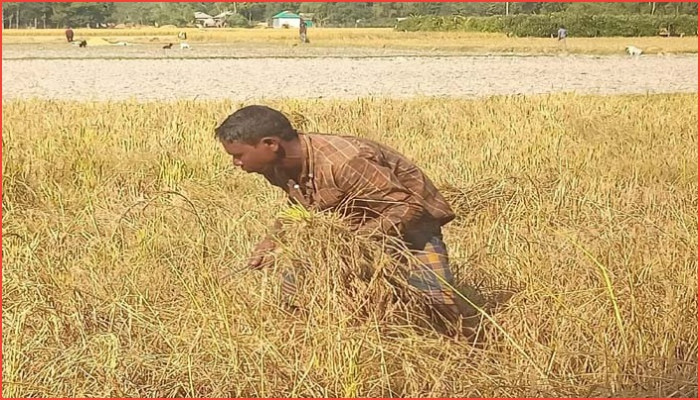 আমন চাষে লোকসানের ফাঁদে মাধবপুরের কৃষকরা