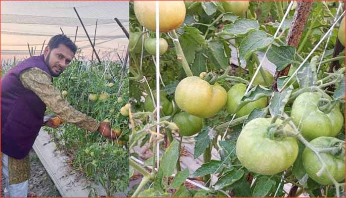 সংবাদ নয়, এবার টমেটোয় লিখলেন সাফল্যের গল্প