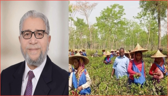 হবিগঞ্জ–৪ আসনে ভোটের খেলায় চা শ্রমিকরা ‘কিংমেকার’