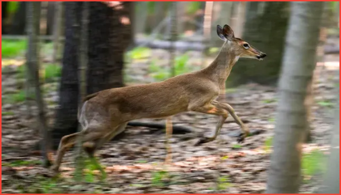 ওকল্যান্ড কাউন্টিতে হরিণ নিধনের পরিকল্পনা
