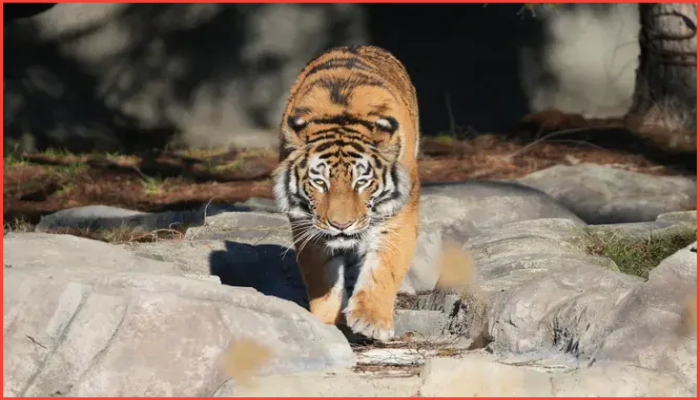 ডেট্রয়েটে নতুন আমুর বাঘিনী ‘দারিয়া’ আগমন, চিড়িয়াখানায় উচ্ছ্বাস 