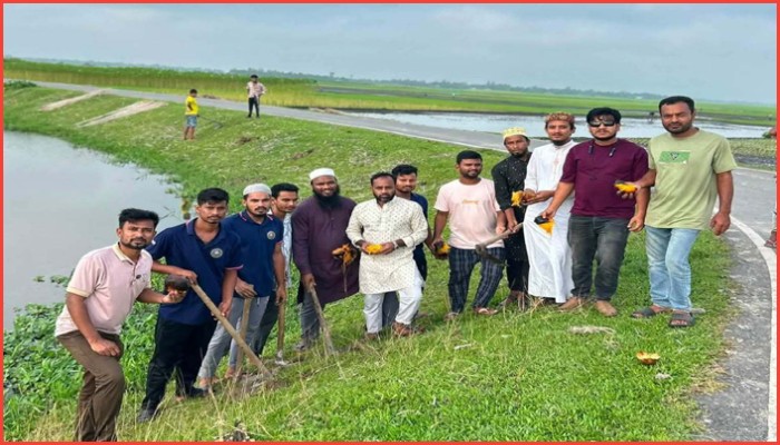 মাধবপুরে সড়কের পাশে ৭ হাজারের বেশি তালবীজ রোপণ